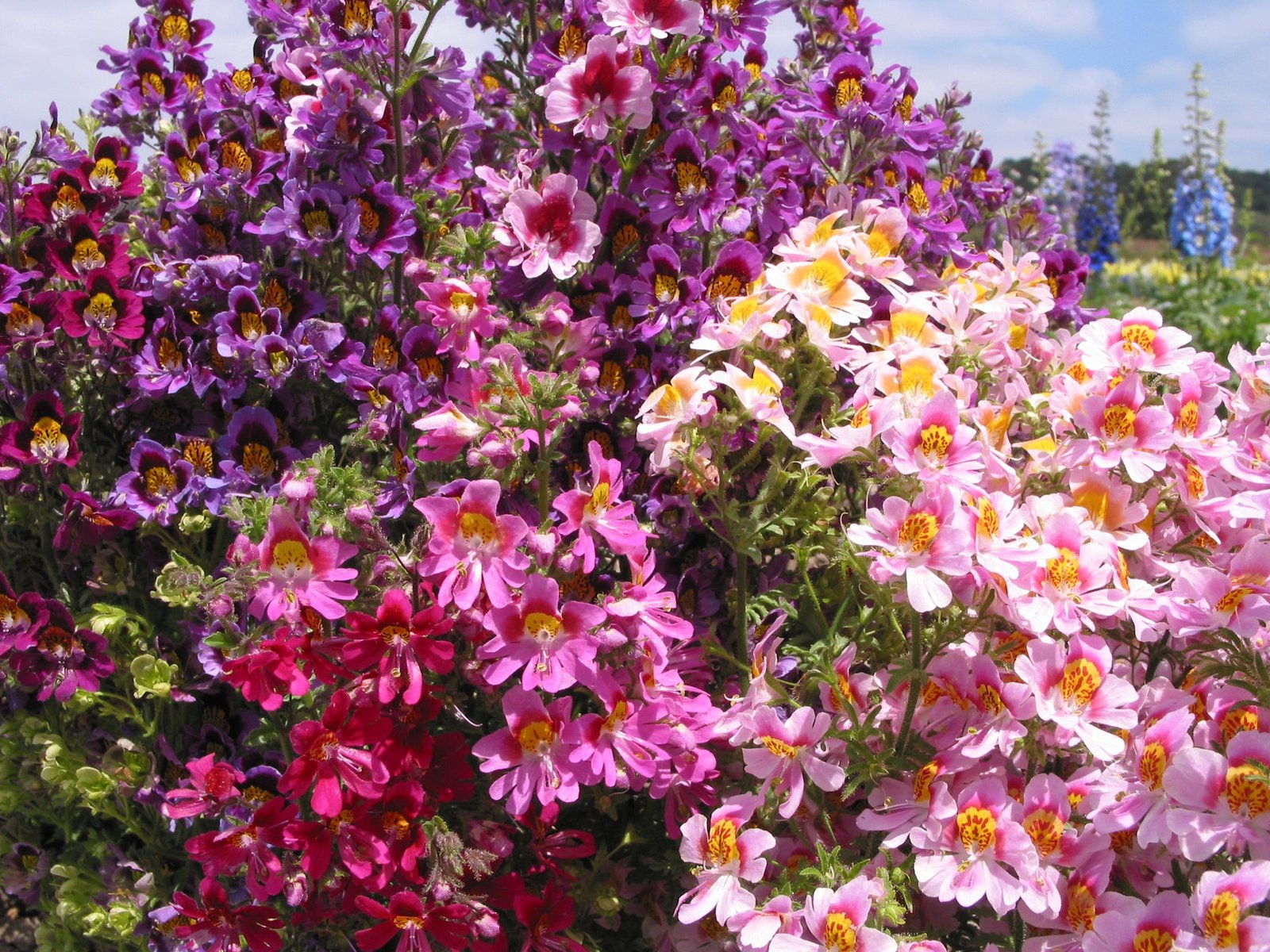 39975_Schizanthus_Angel_Wings