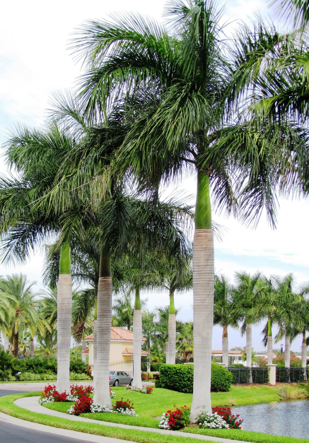 Cuban_Royal_Palms_cveapp