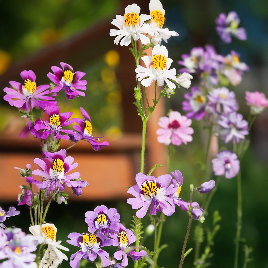 Schizanthus-Angel-Wings-Mixed-2-030326-Getty-SQ-PS