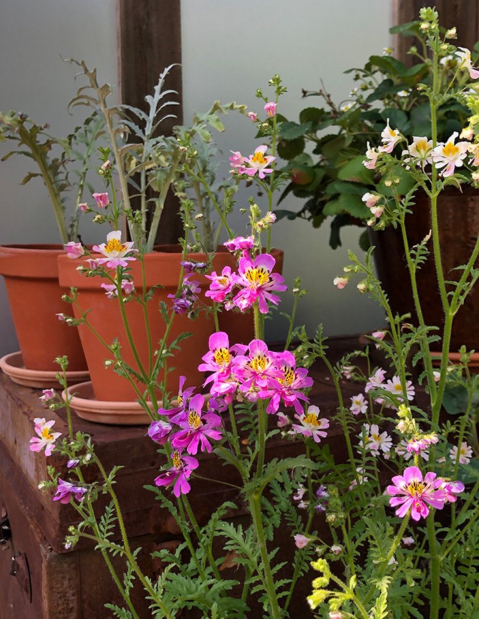 Schizanthus_Pots_Boutique