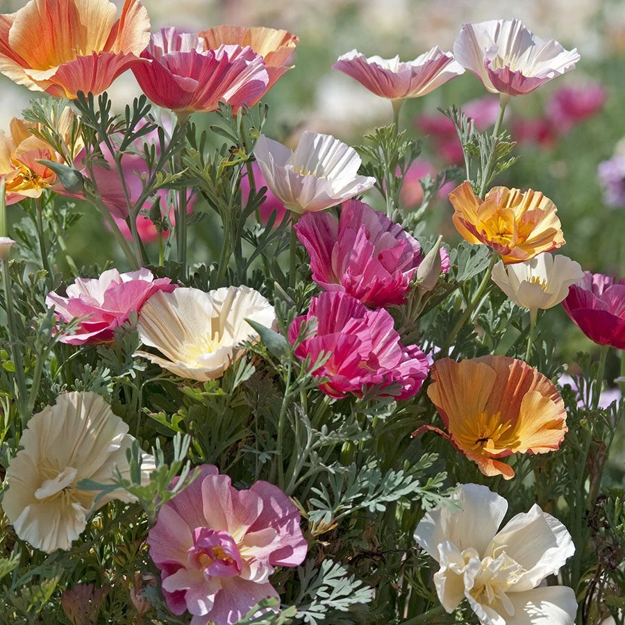 IMG_20221209_193316_409