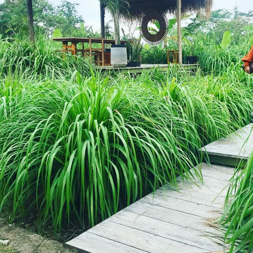 IMG_20240115_174853_413