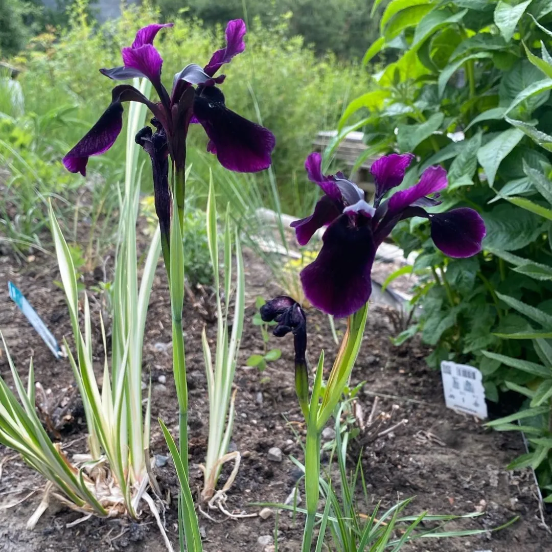 IMG_20240129_214928_896