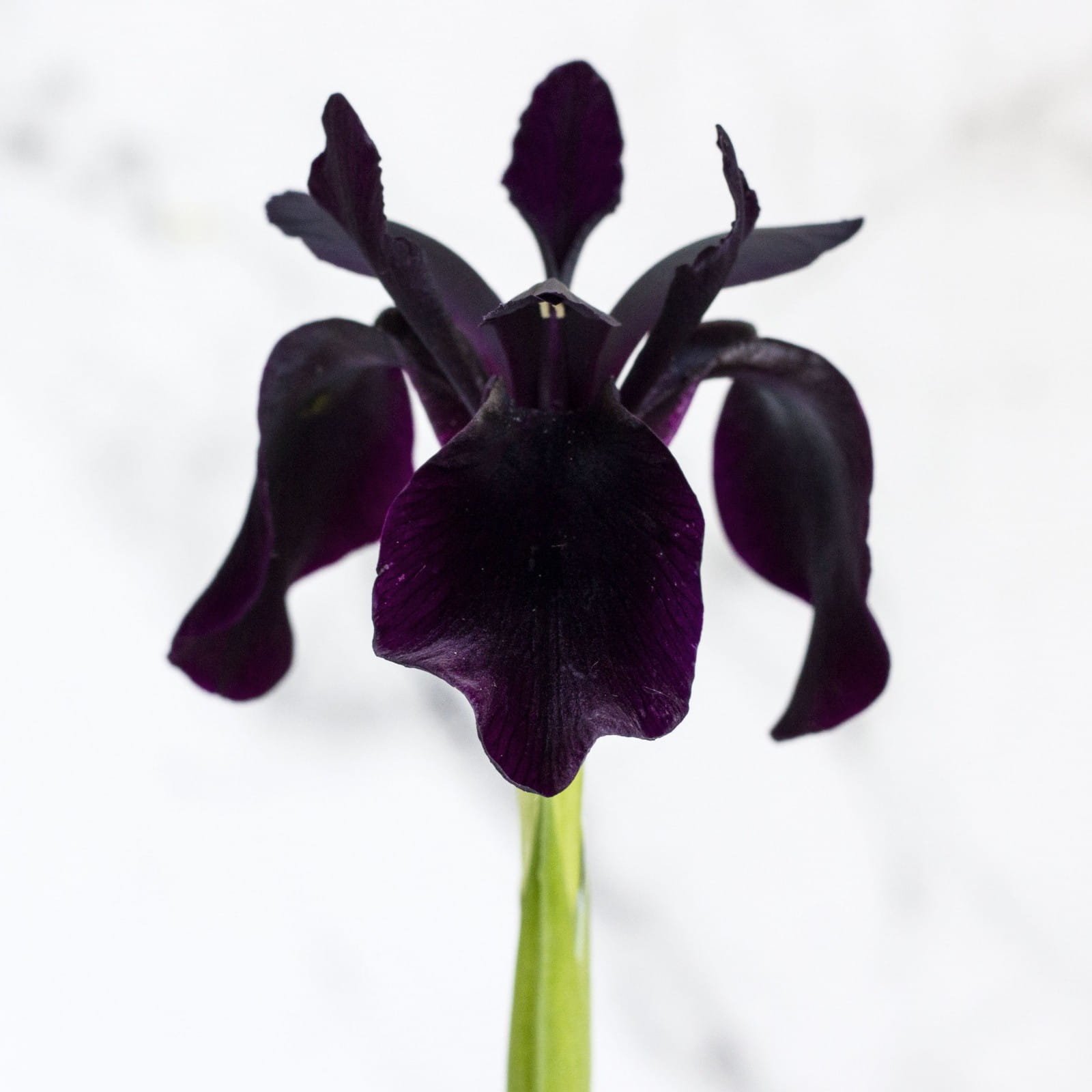 black-iris