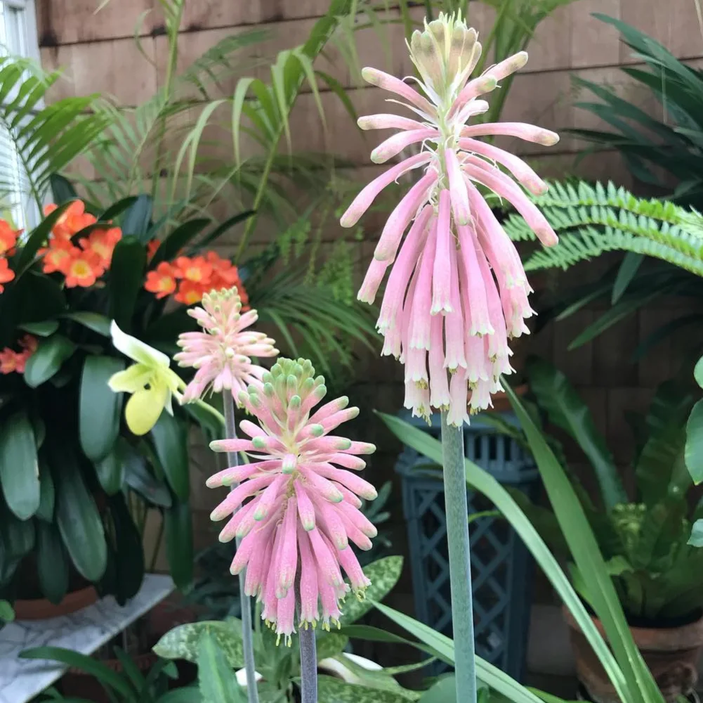 IMG_20240513_200052_594