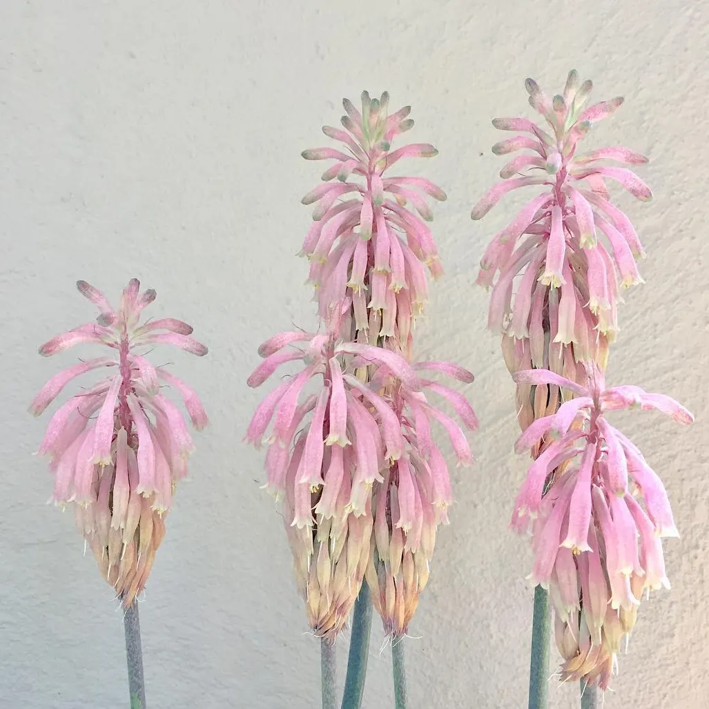 IMG_20240513_200052_639