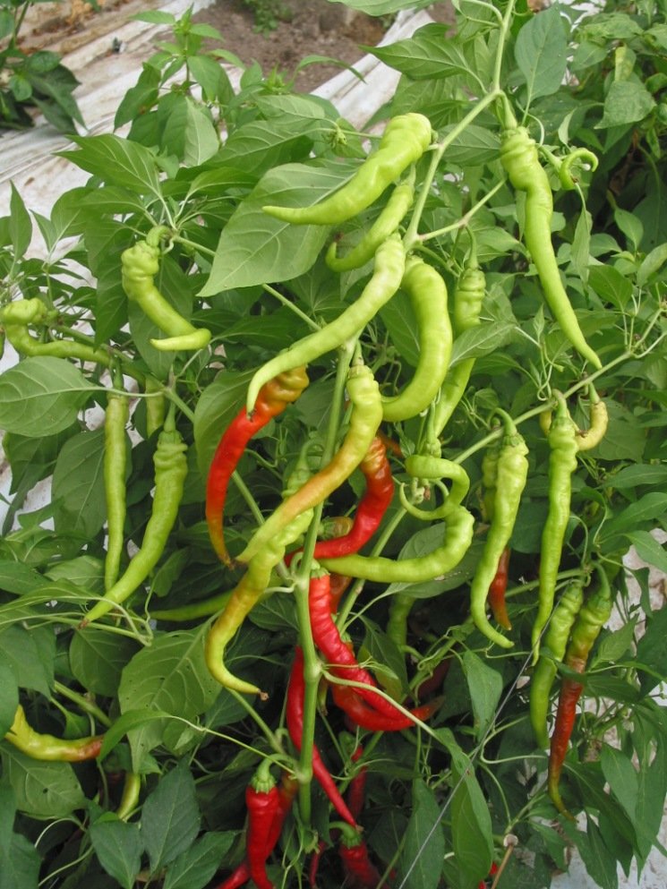 LOMBARDO-TAGO-PEPERONE