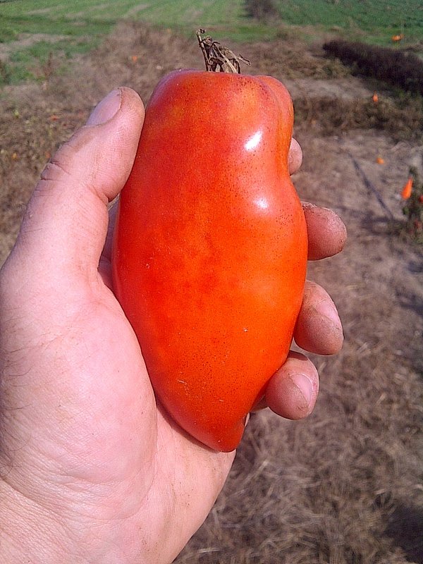 ebulletin_2017_02_tomato-howard-german