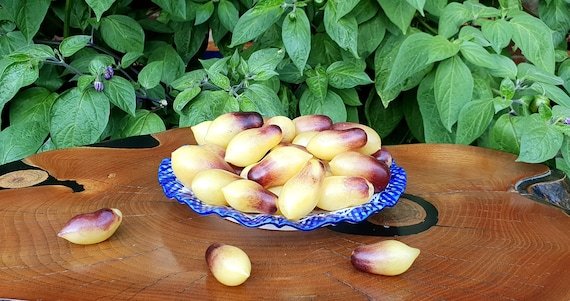 il_570xN.5437244922_o2t5