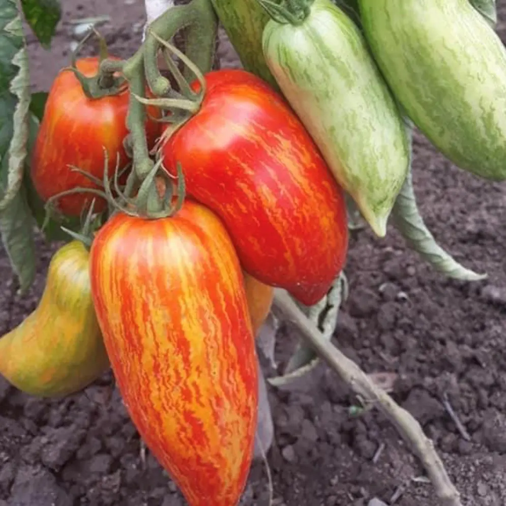 IMG_20240816_221134_124