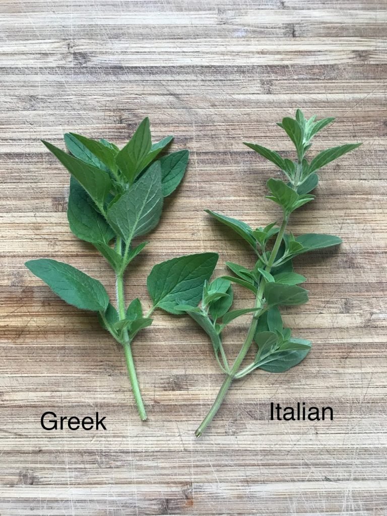 Greek-oregano-vs-Italain-768x1024
