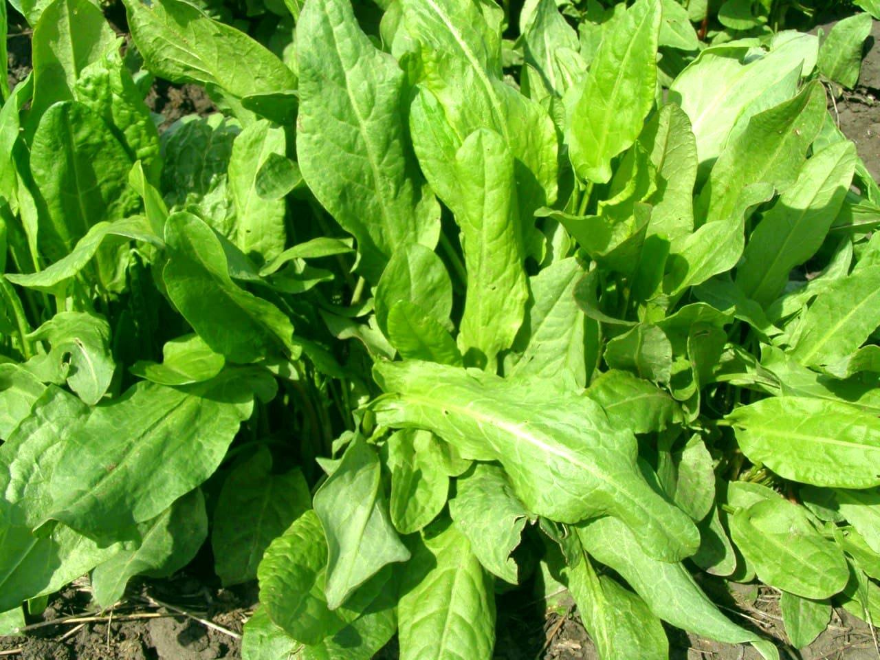 shhavlyu-start-(eshhv-3)