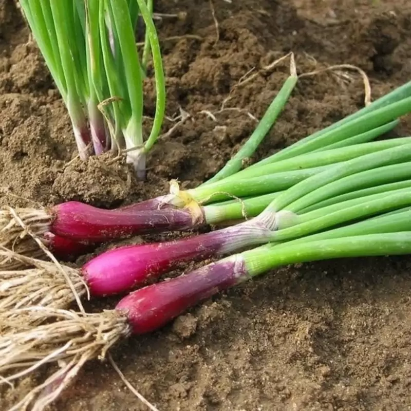 3wS9kf13TFTGmOcKB8PWWDrvHtvY6RXOszJFK05VbWcPw4DVQJ.jpg_800X800X70