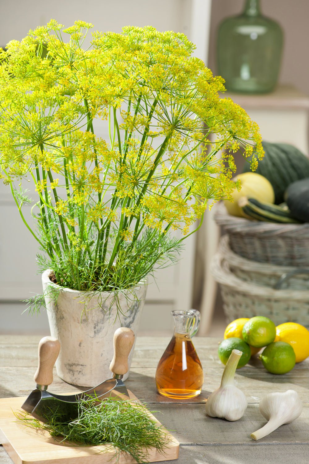 64858_Dill_Bouquet