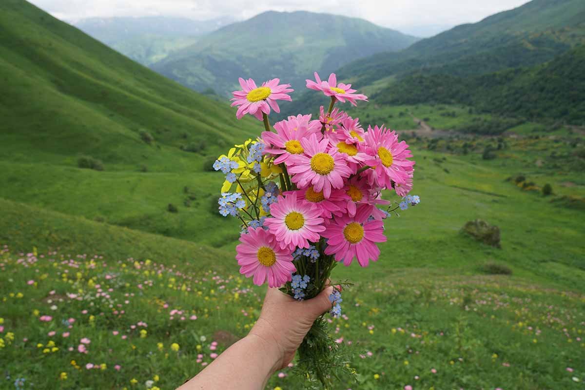 Bouquet-of-Painted-Daisies
