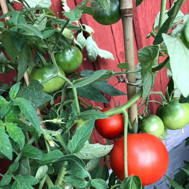 tomatmongoliandwarfmicrobush2