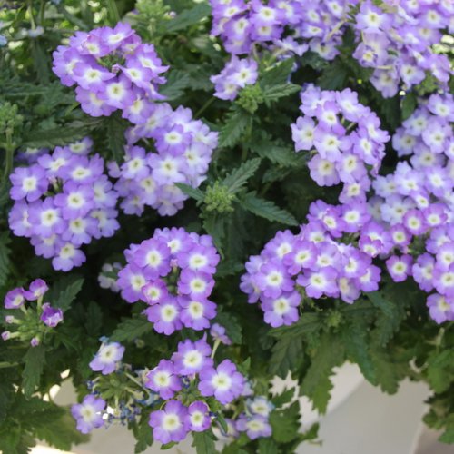 500x500.29e5fcd760f099fa