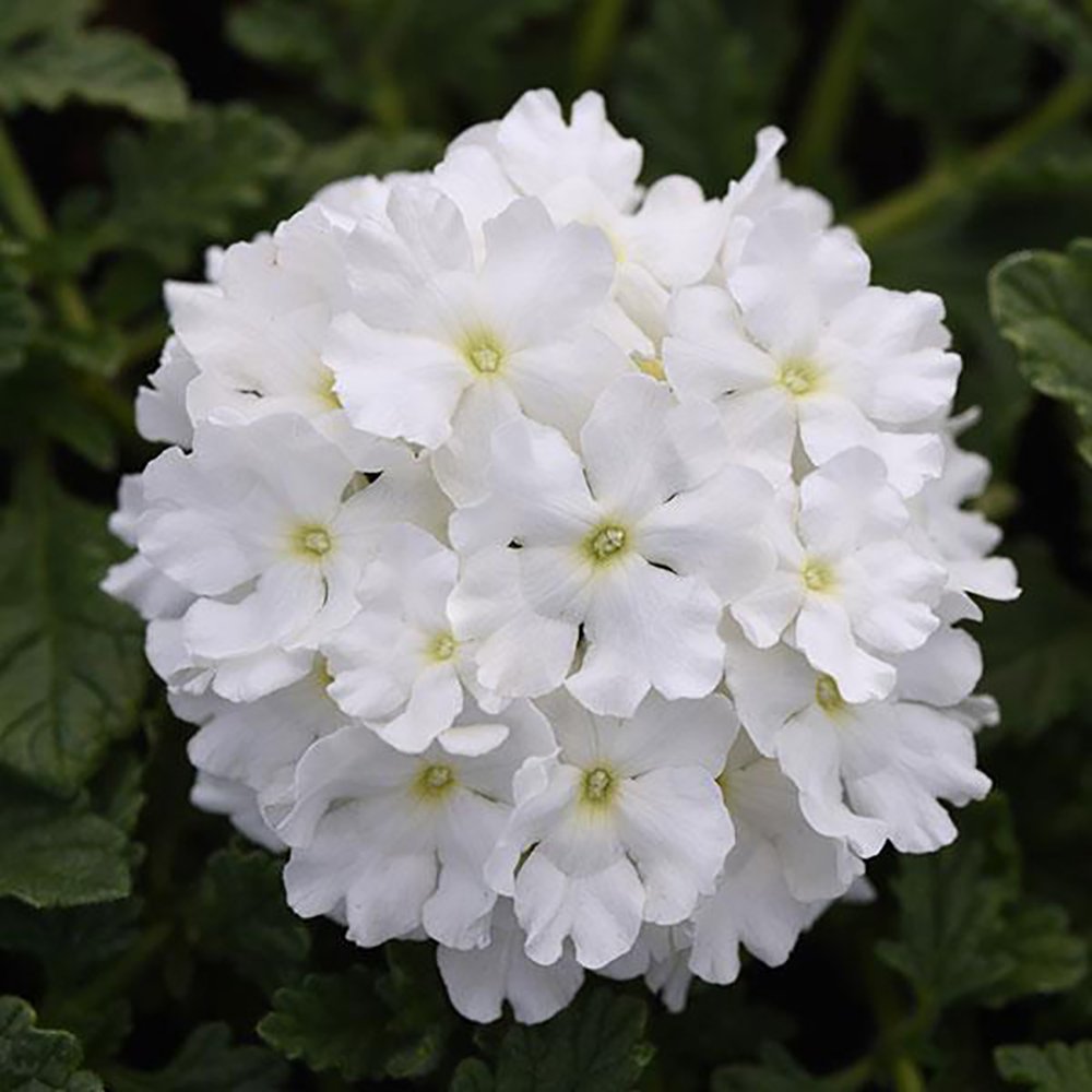 Verbena-EnduraScape™-White