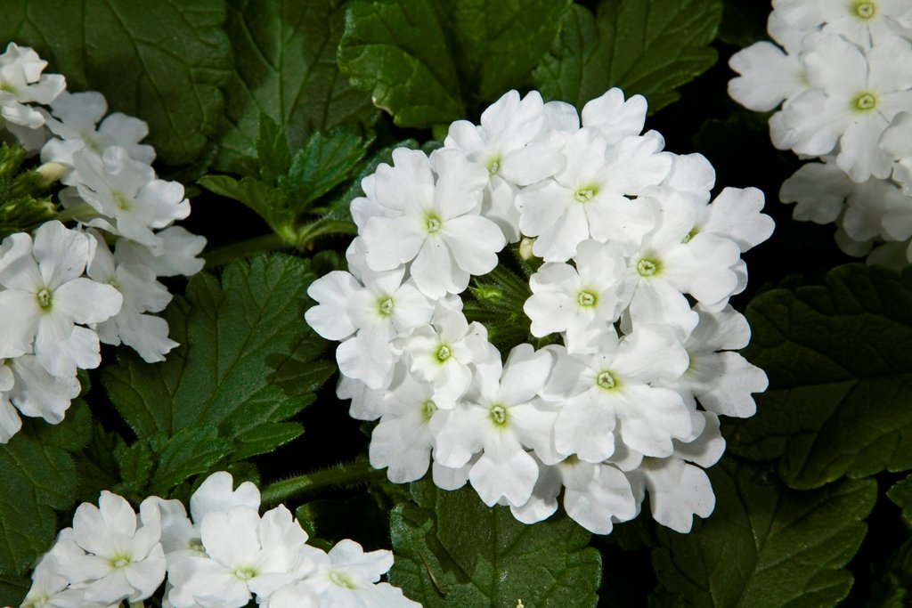 VerbenaVividWhite