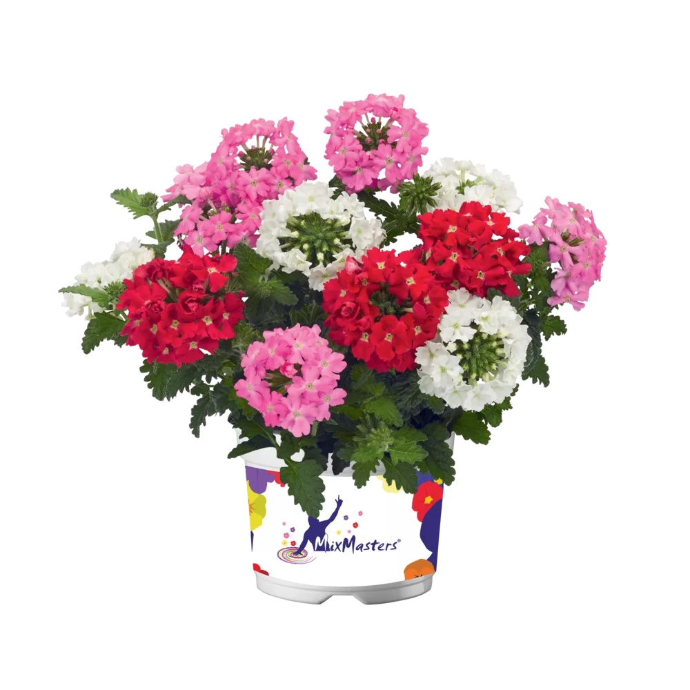 Verbena_peruviana-Venturi®_MixMasters®_Monaco_20178_P_1