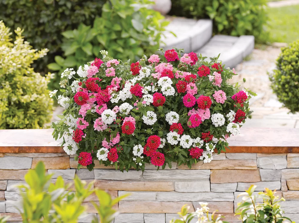 Verbena_peruviana-Venturi®_MixMasters®_Monaco_20178_S_1