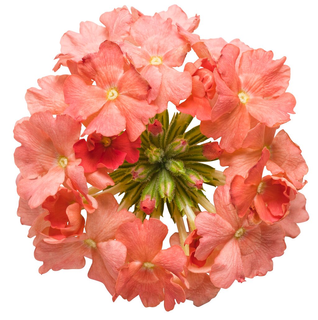 superbena_peachy_keen_macro