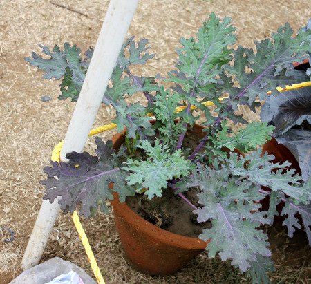 26465697-czerwona-kapusta-rosyjskiego-brassica-napus-var-pabularia-napus-subsp-siberian-jarmuż-hanower