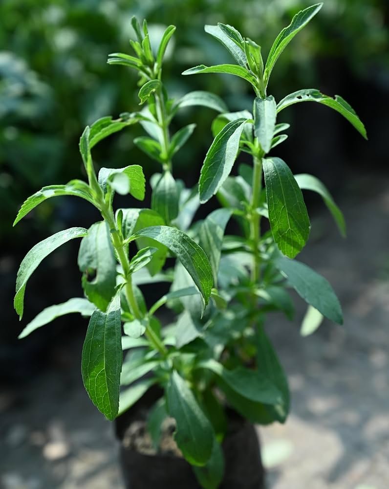 81hgFcM3MlL._AC_UF1000,1000_QL80_