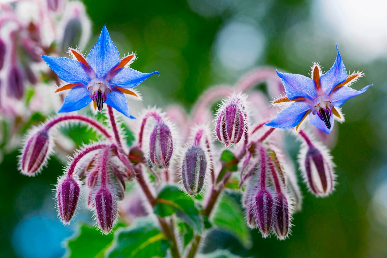 Borage-Flowers