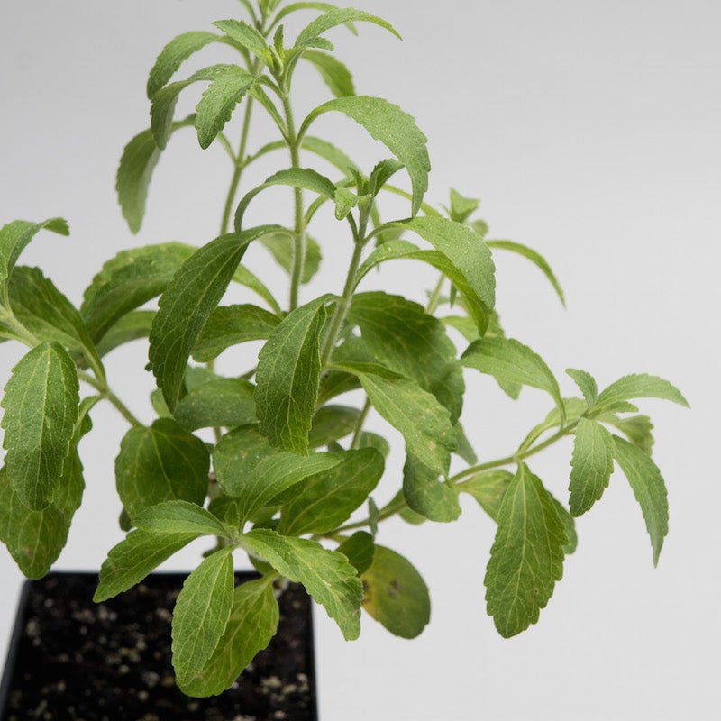 Stevia_1_1200x