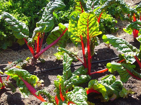 Swiss chard