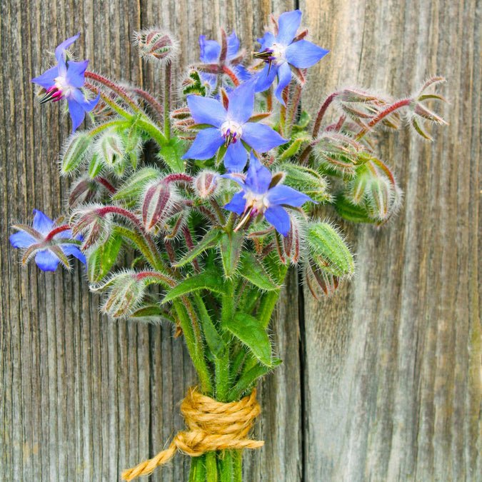 borage-organic-shk-1
