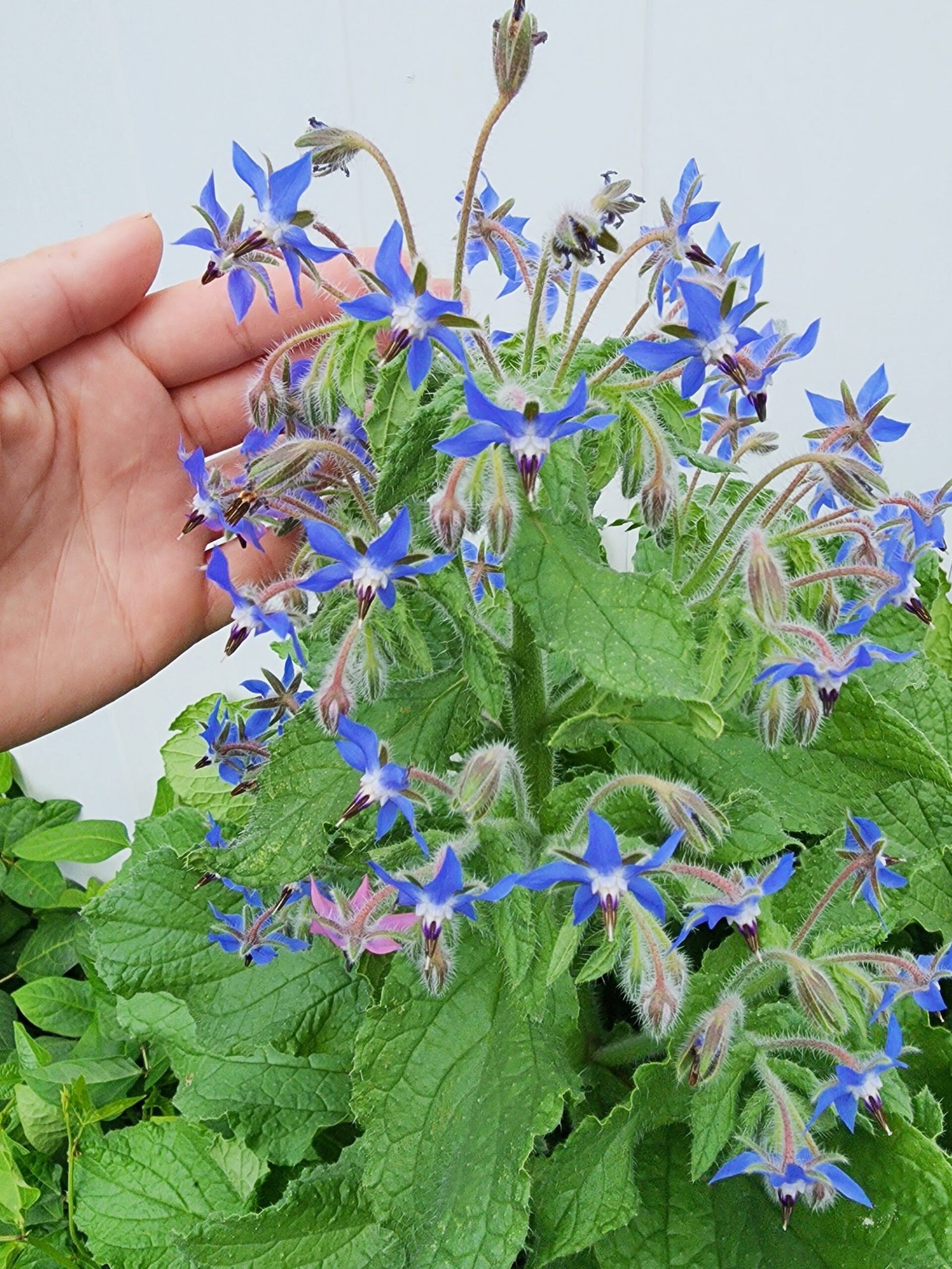 borage3_1946x