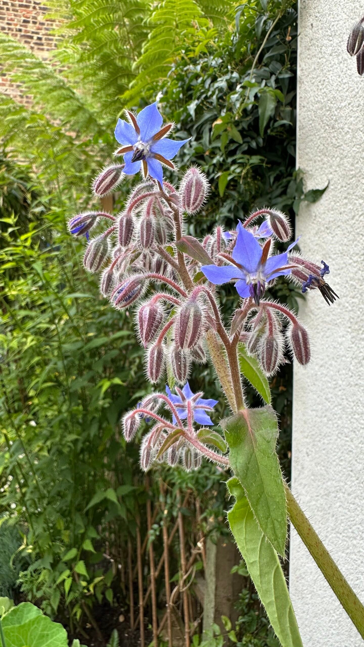 companion-plants-borage