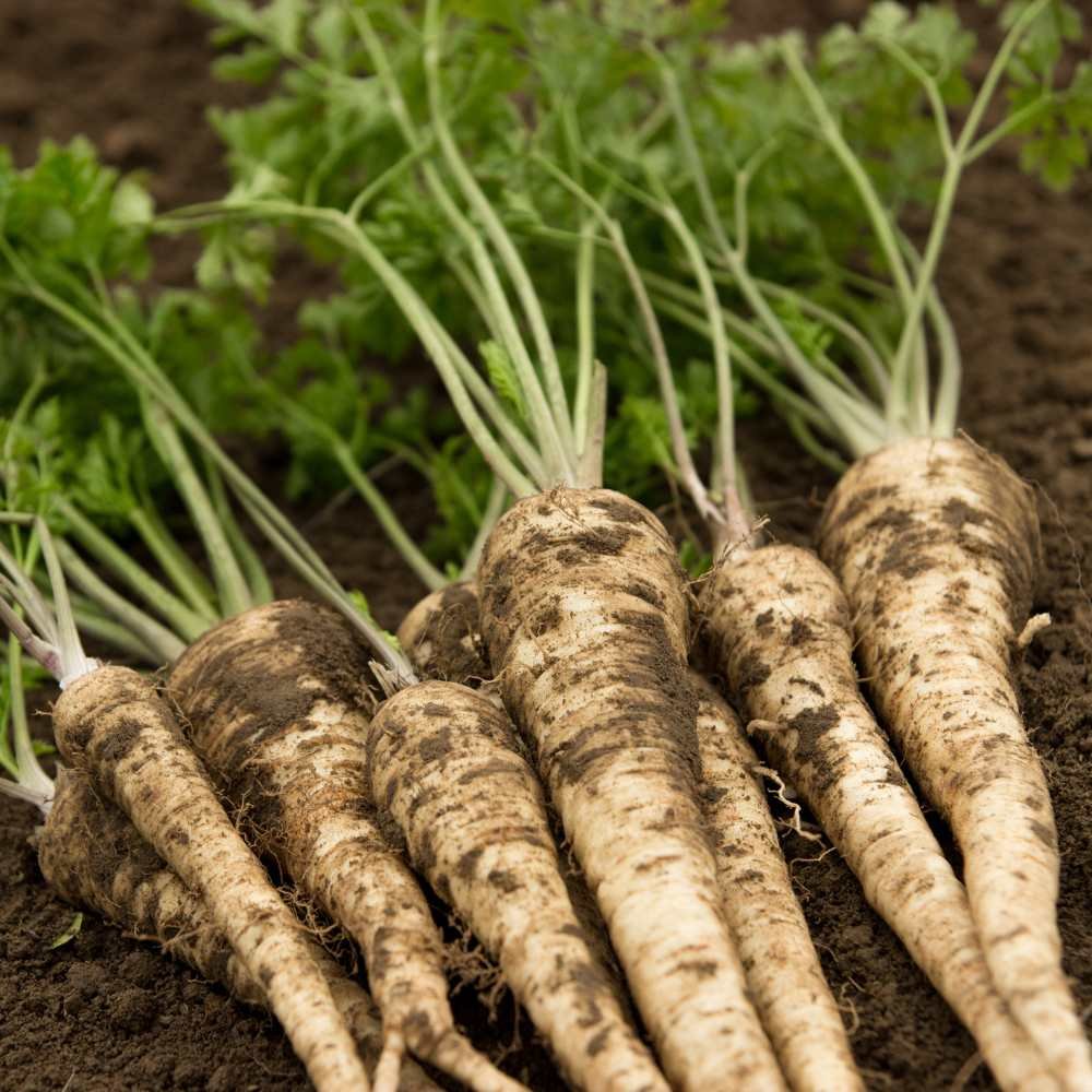 petroselinum_crispum_halblange_01