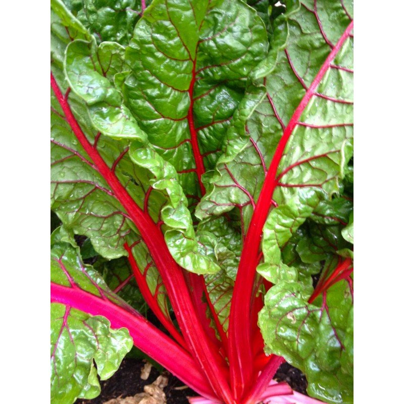 ruby-red-swiss-chard-vegetable-seeds