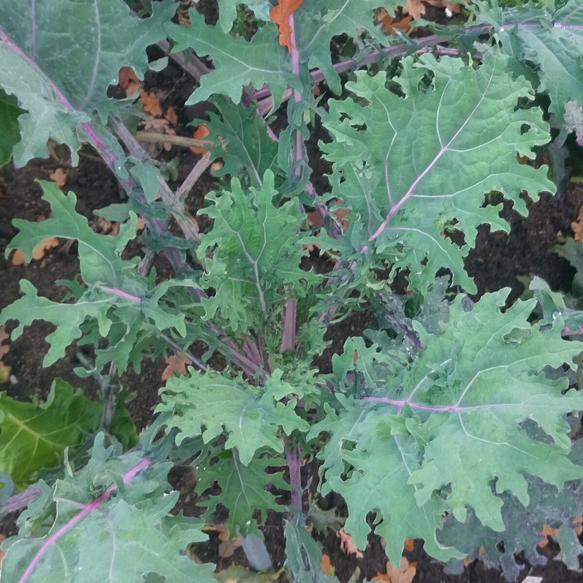 sibirischer-kohl-roter-russischer-brassica-napus-var-pabularia-samen~2
