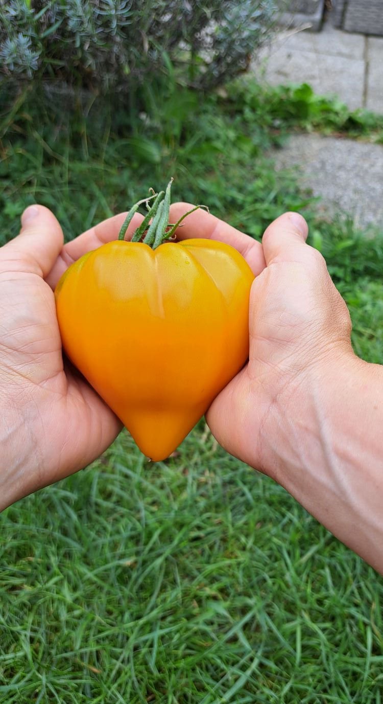 32470a_7b4dd2c7a35b44938f3265c07e52e6da~mv2