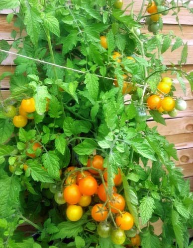 Ciliegia_Gialla_Tomaten_Samen_1