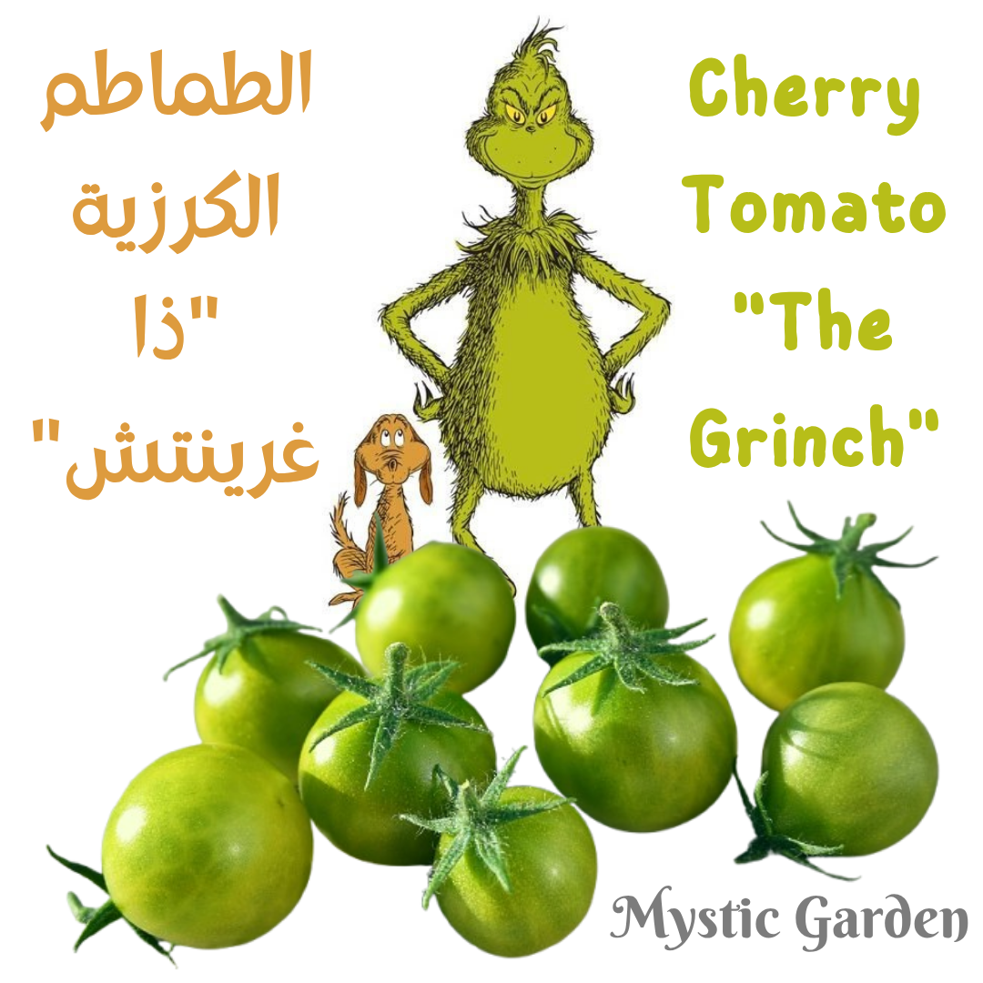 Copy of Copy of Cream Orange Green Organic Delicate Cyber Monday Square Cyb_20250703_093446_0000-1