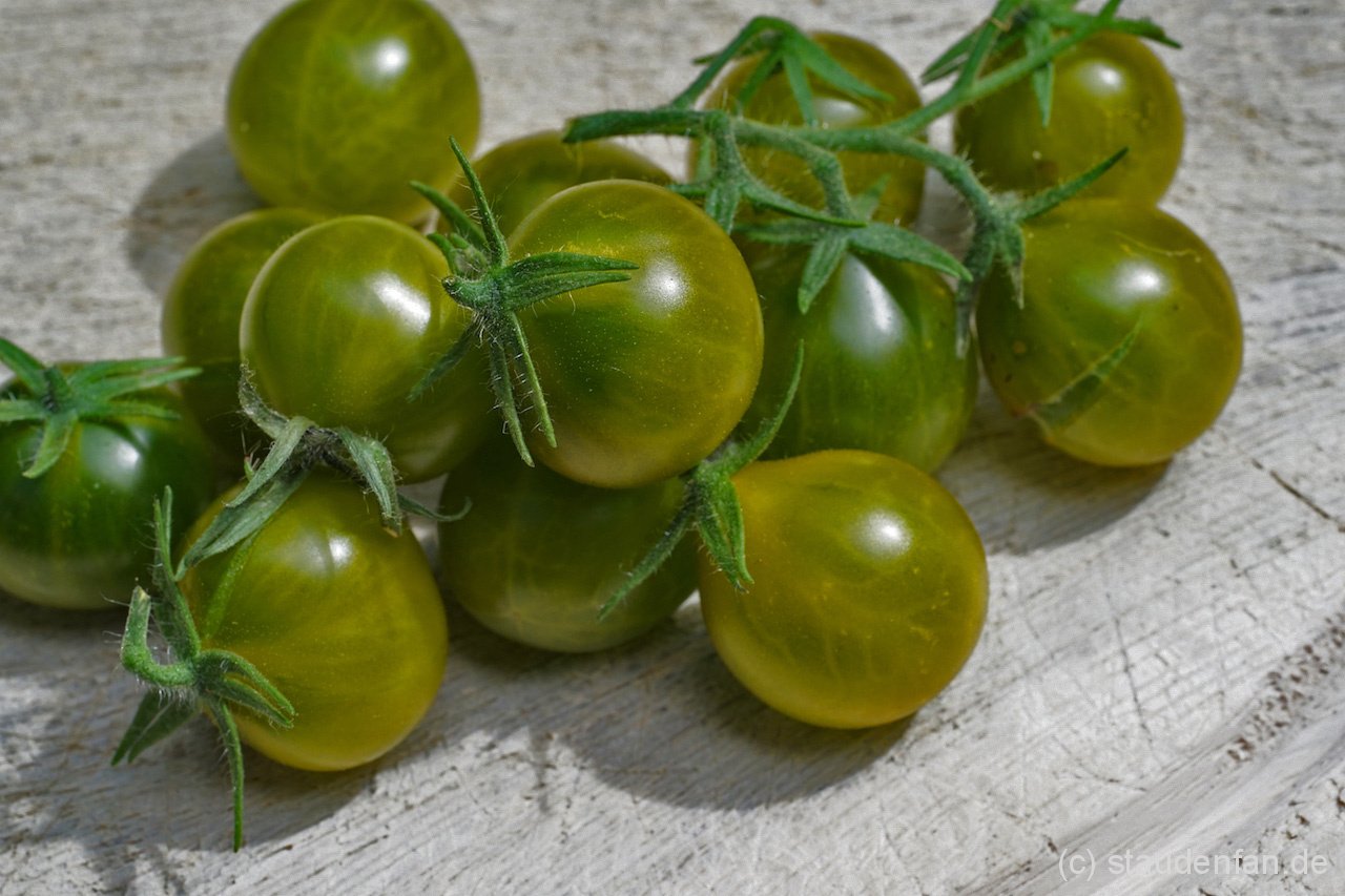 Die-Cocktailtomate-Grinch-Cherry