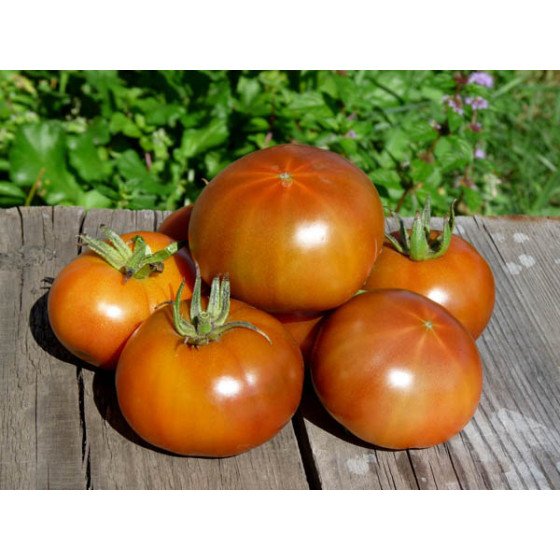 Nasinnia-Tomat-Afrykanych-F1-2-560x560