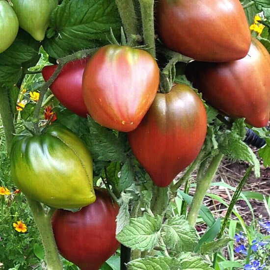 Tomat-Gnom-Purpurnoe-Serdtse