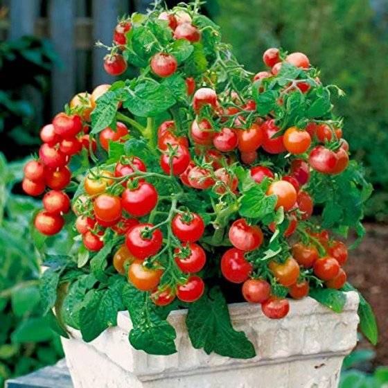 Tomat-Malenka-Ptashka-3-560x560