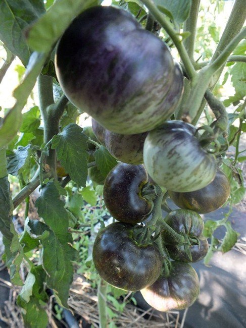 semena-tomat-3242-al-zel-niy-albo-3242-al-albo-green_big