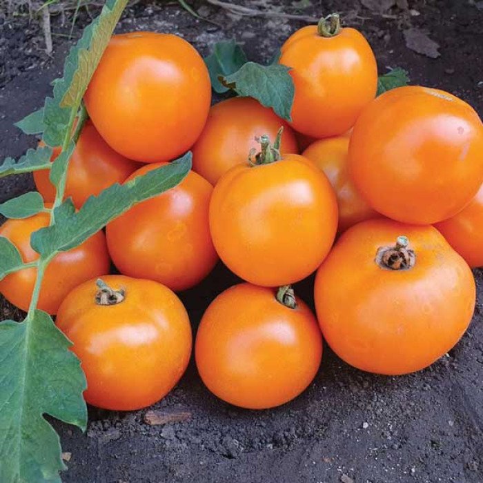semena-tomatov-mandarin-700x700