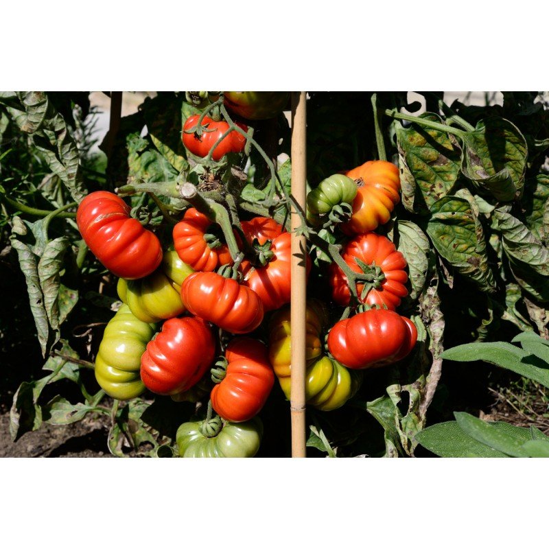 tomato-costoluto-fiorentino-plant