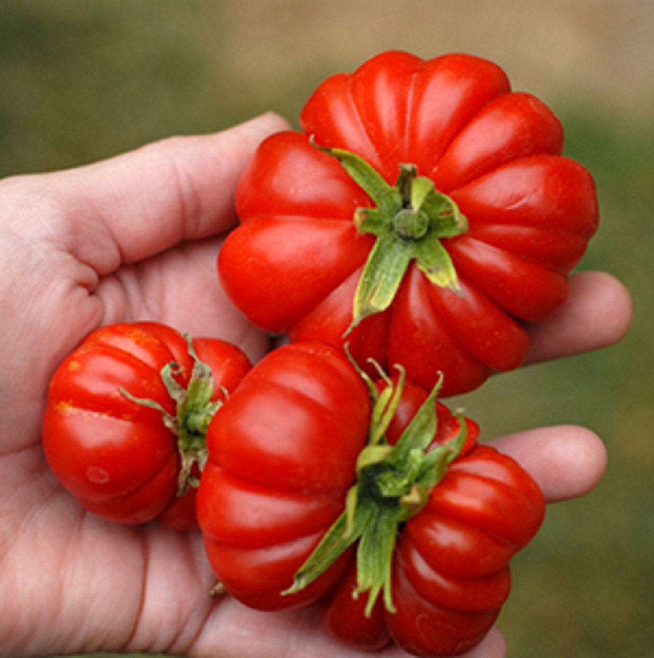 tomato_seeds_costoluto_f__99907