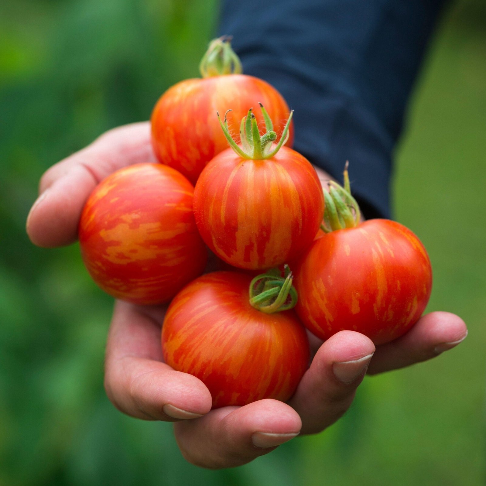 tomatos-tigerella-seeds