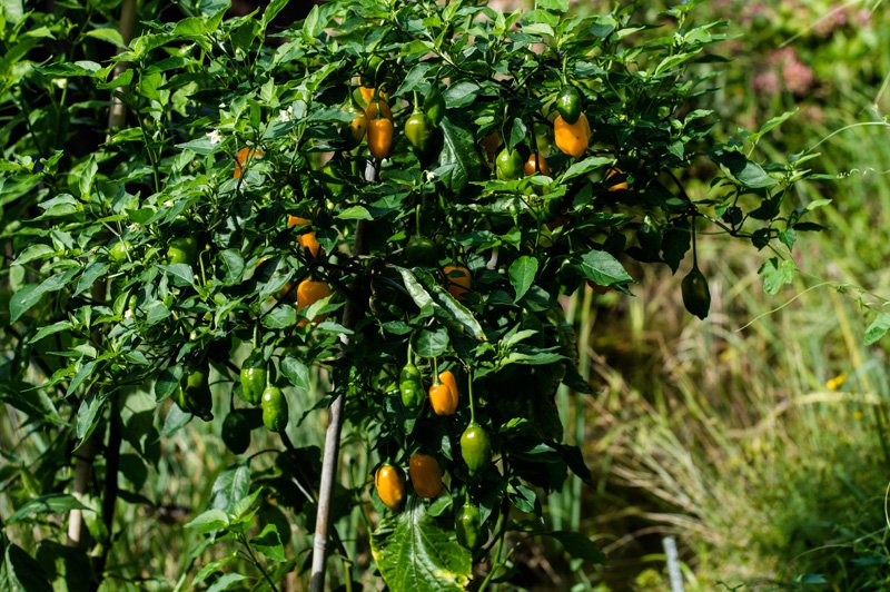 160913_El_Oro_de_Equador